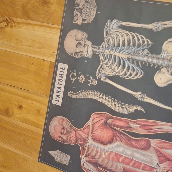 Cavallini L'anatomie Muscles and Tendons chart - Picture 4 of 6